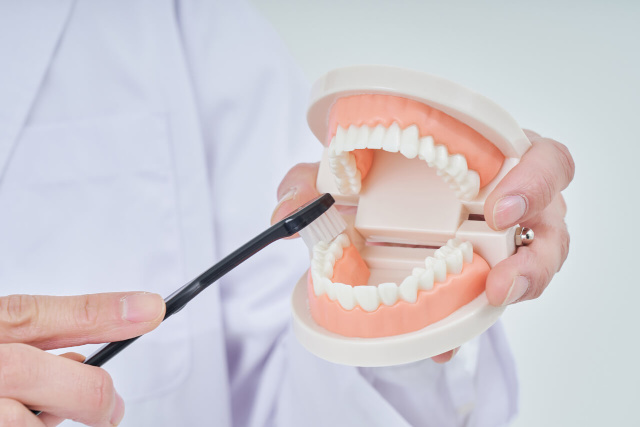 歯の模型で歯を磨く歯科医